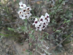 Eriocephalus