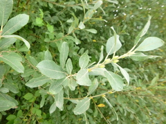 Salix cinerea