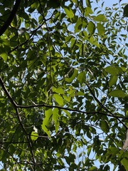 Ulmus macrocarpa