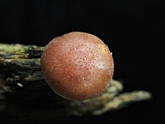 Gymnopilus dilepis