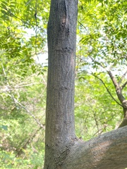 Ulmus macrocarpa