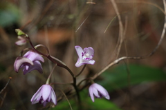 Dendrobium kingianum
