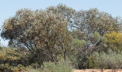 Eucalyptus oldfieldii