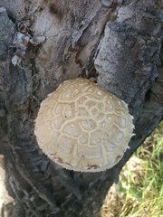 Hemipholiota populnea