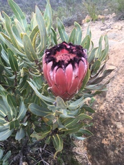 Protea laurifolia