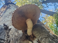 Hemipholiota populnea