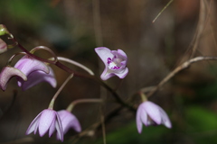 Dendrobium kingianum