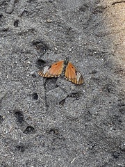 Acraea serena