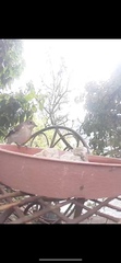 Ficedula hypoleuca