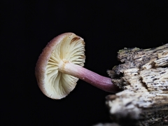 Gymnopilus dilepis
