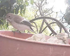 Ficedula hypoleuca