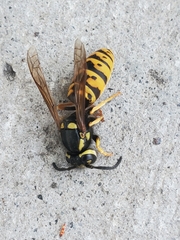 Vespula atropilosa