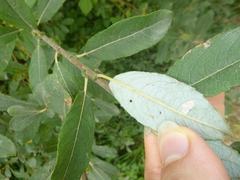 Salix cinerea