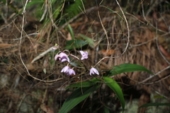 Dendrobium kingianum
