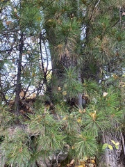 Pinus sibirica