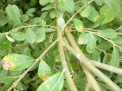 Salix cinerea