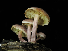 Gymnopilus dilepis