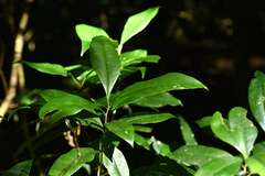 Pyrenaria microcarpa