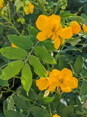 Angiospermae