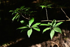 Pyrenaria microcarpa