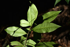 Pyrenaria microcarpa