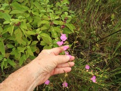 Agalinis fasciculata