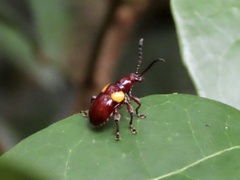 Chrysomeloidea