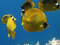 Chaetodon semilarvatus