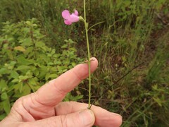 Agalinis fasciculata
