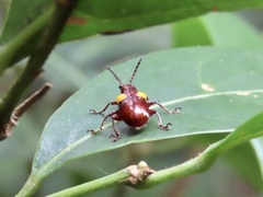 Chrysomeloidea