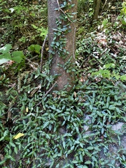 Trachelospermum jasminoides