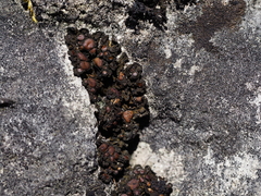 Lathagrium cristatum