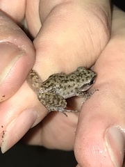 Eleutherodactylus campi