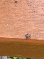 Hasarius adansoni