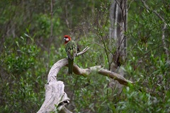 Platycercus eximius eximius