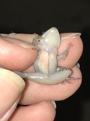 Eleutherodactylus campi