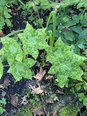 Podophyllum hexandrum