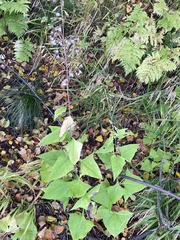 Parasenecio hastatus