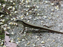 Sphenomorphus incognitus