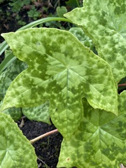 Podophyllum hexandrum