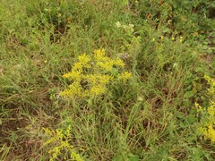 Solidago odora