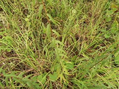 Solidago odora