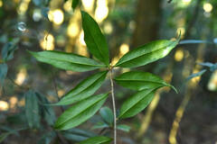 Quercus sessilifolia