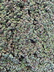 Azolla rubra