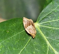 Clepsis dumicolana