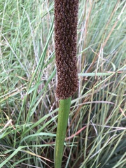 Xanthorrhoea caespitosa