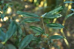 Quercus sessilifolia
