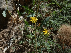 Chondrilla juncea