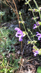 Salvia forskaehlei
