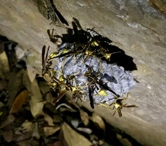 Mischocyttarus navajo